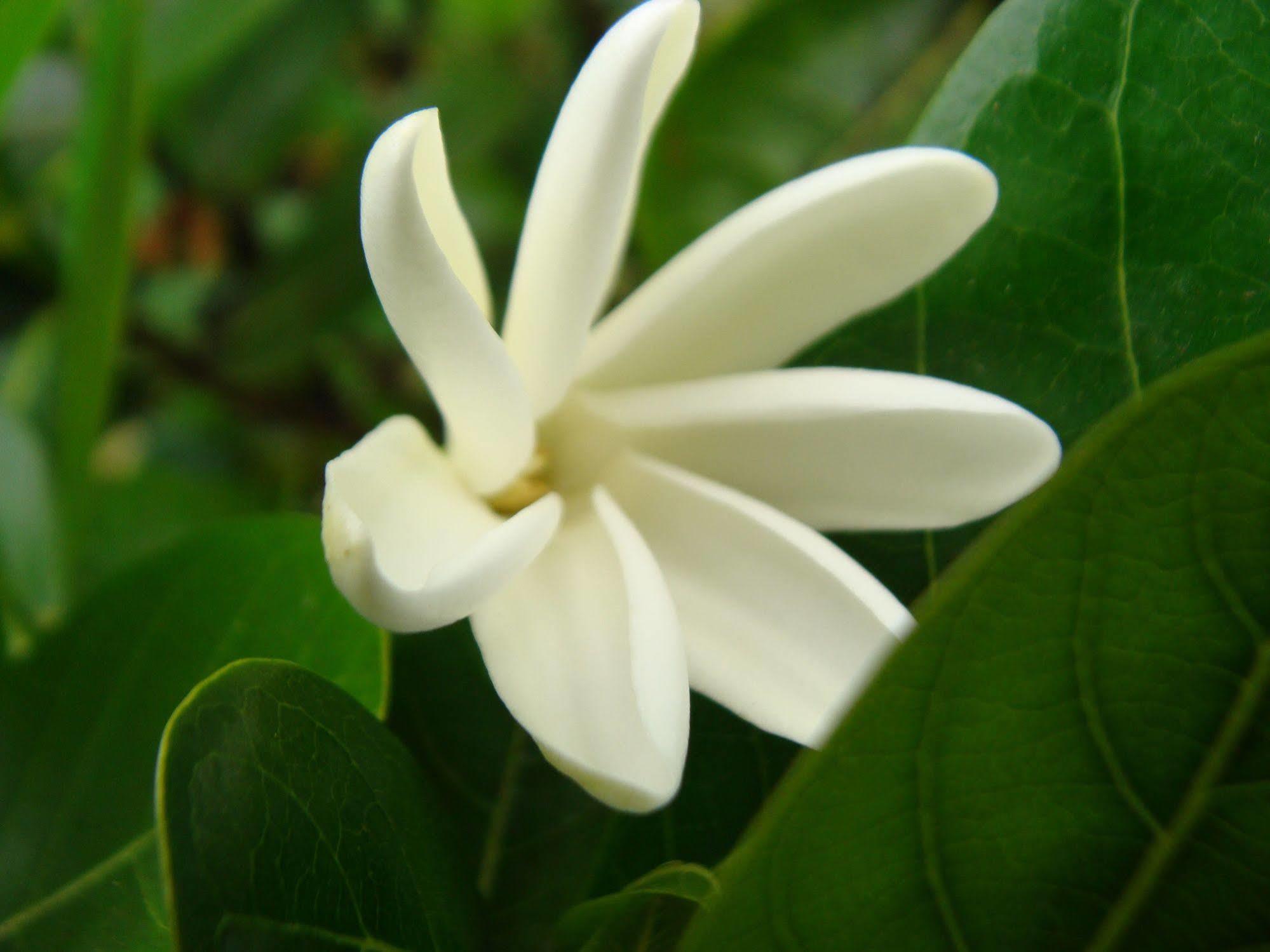 Punaauia  Pension Te Miti - Plage-Beach 200M - Mahana Parc & Vaiava Beach Pk18 - B&B Chambres Ou Dortoir מראה חיצוני תמונה