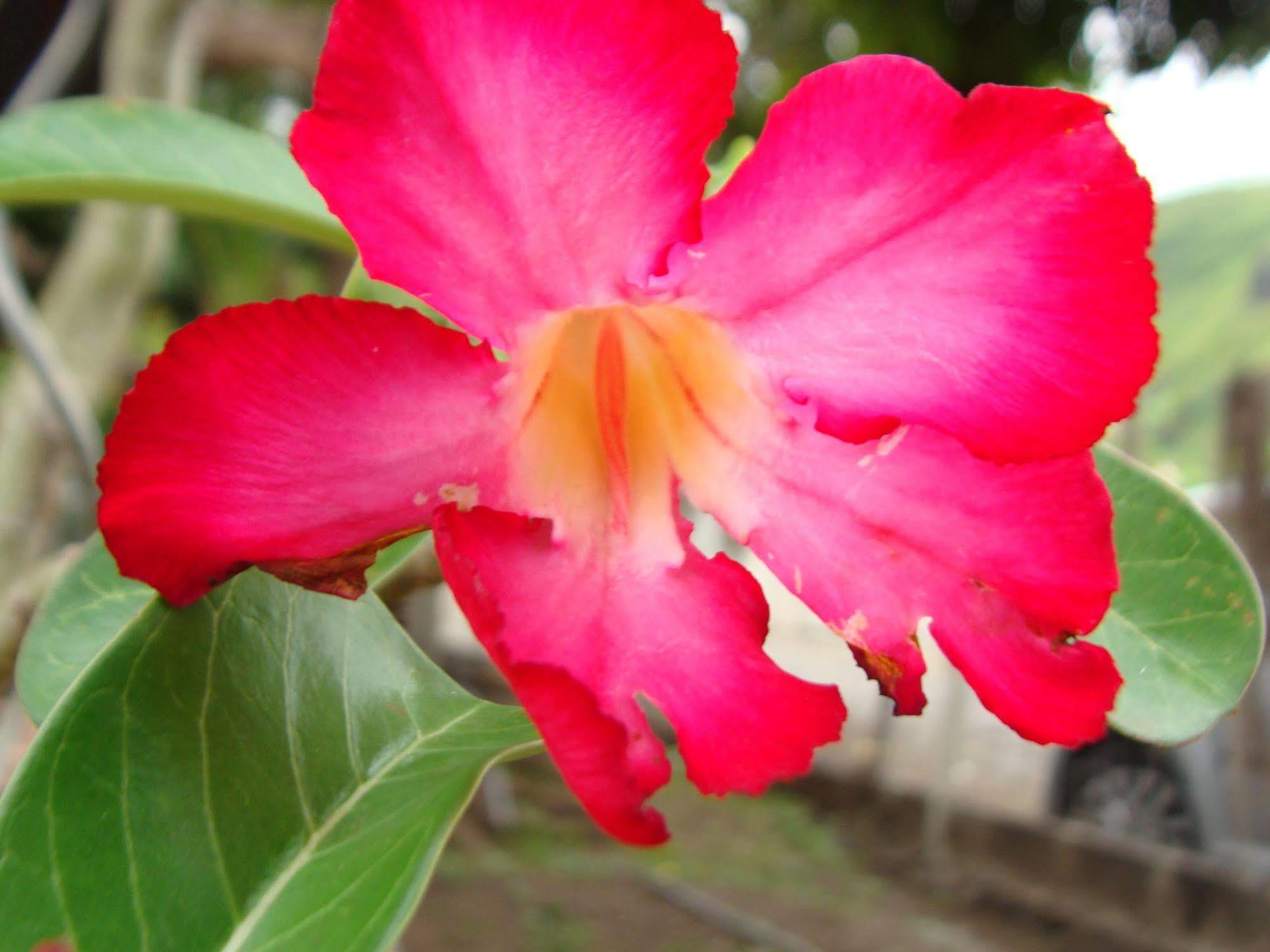 Punaauia  Pension Te Miti - Plage-Beach 200M - Mahana Parc & Vaiava Beach Pk18 - B&B Chambres Ou Dortoir מראה חיצוני תמונה